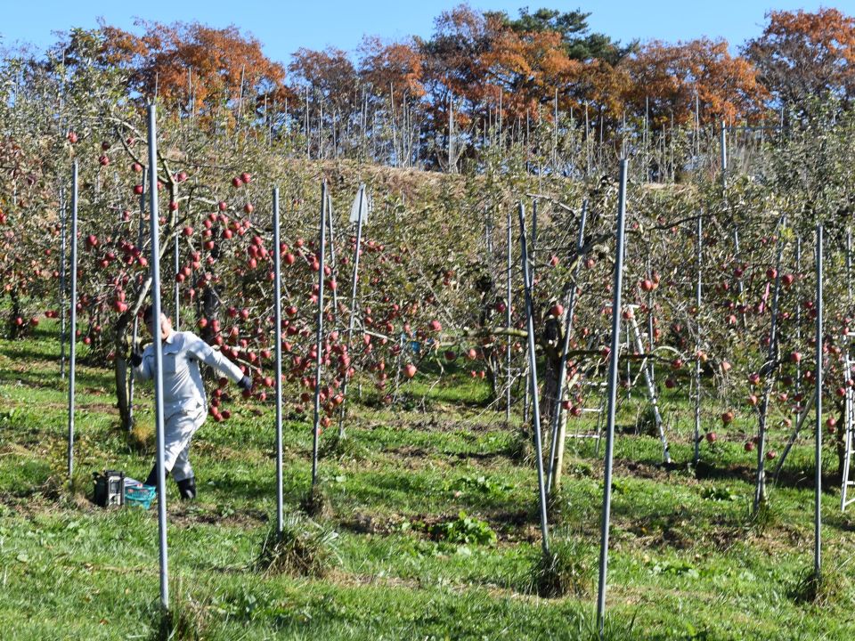 【募集終了】げいびりんごで絶景に囲まれてりんごの摘果