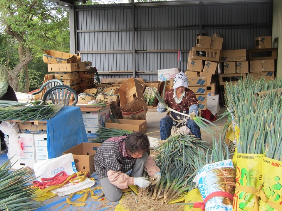 【募集終了】甘さ格別！地域の特産品 いやさか農園の「一本ねぎ」収穫