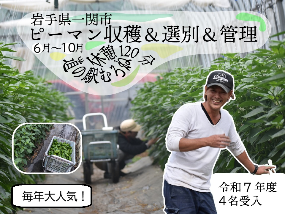 【募集開始】休憩2時間！道の駅むろねから車で10分のピーマン畑で収穫&選別&管理作業