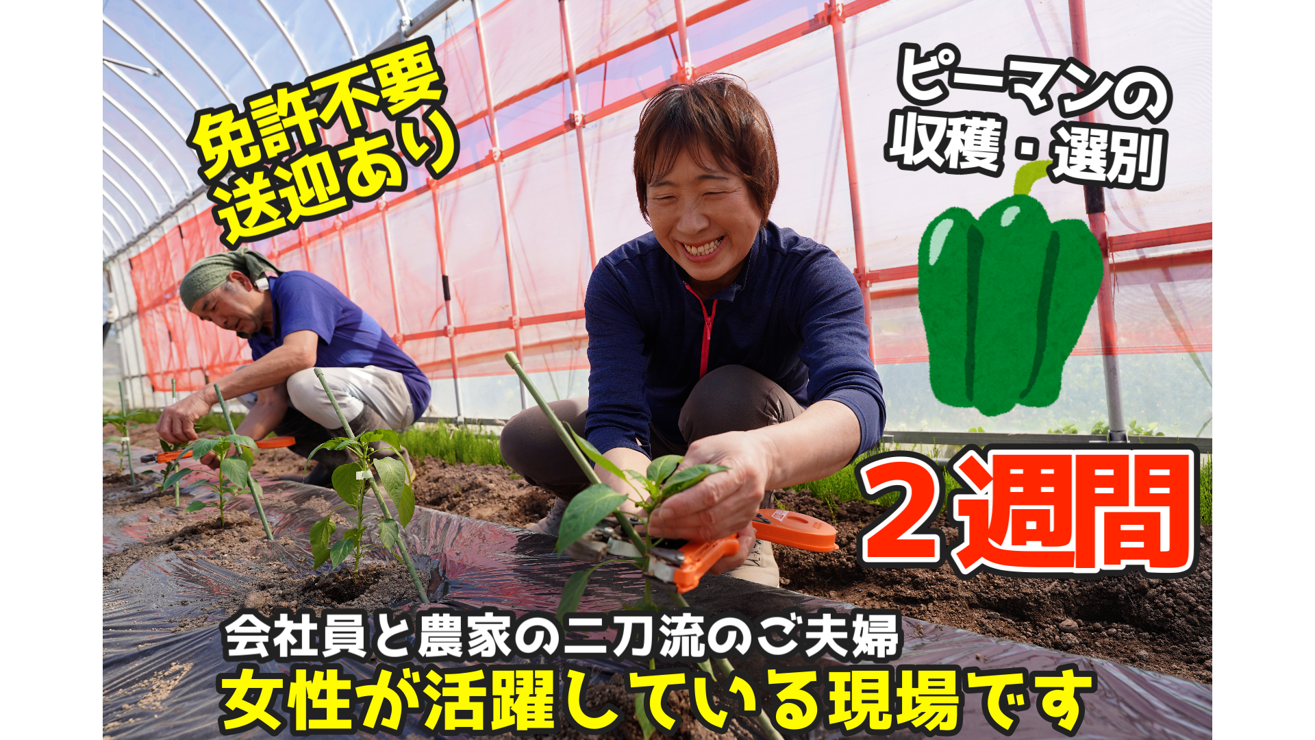 【募集開始】送迎あり！免許がなくてもOK【女性が大活躍】ピーマンの集荷と選別